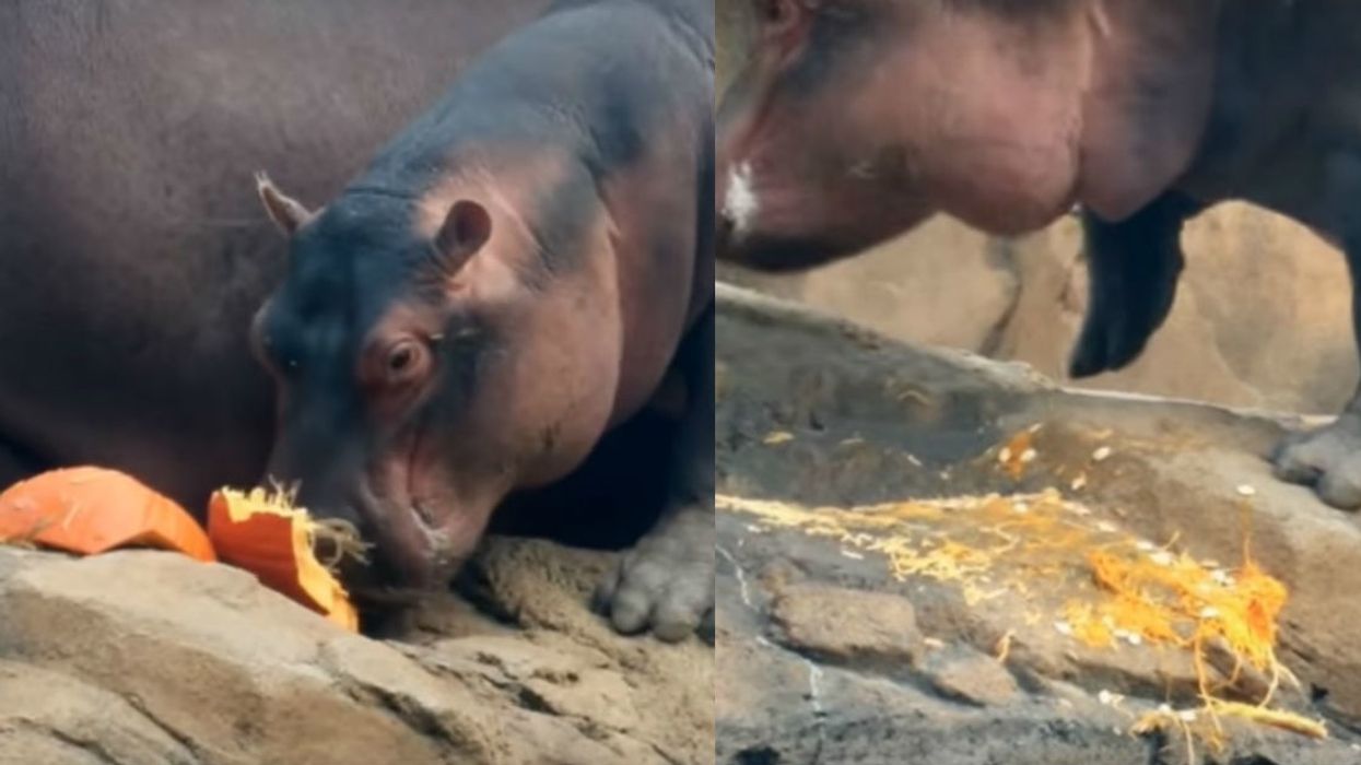 Fiona The Hippo Just Slipped And Fell Into Her Pool While Feasting On A Pumpkin