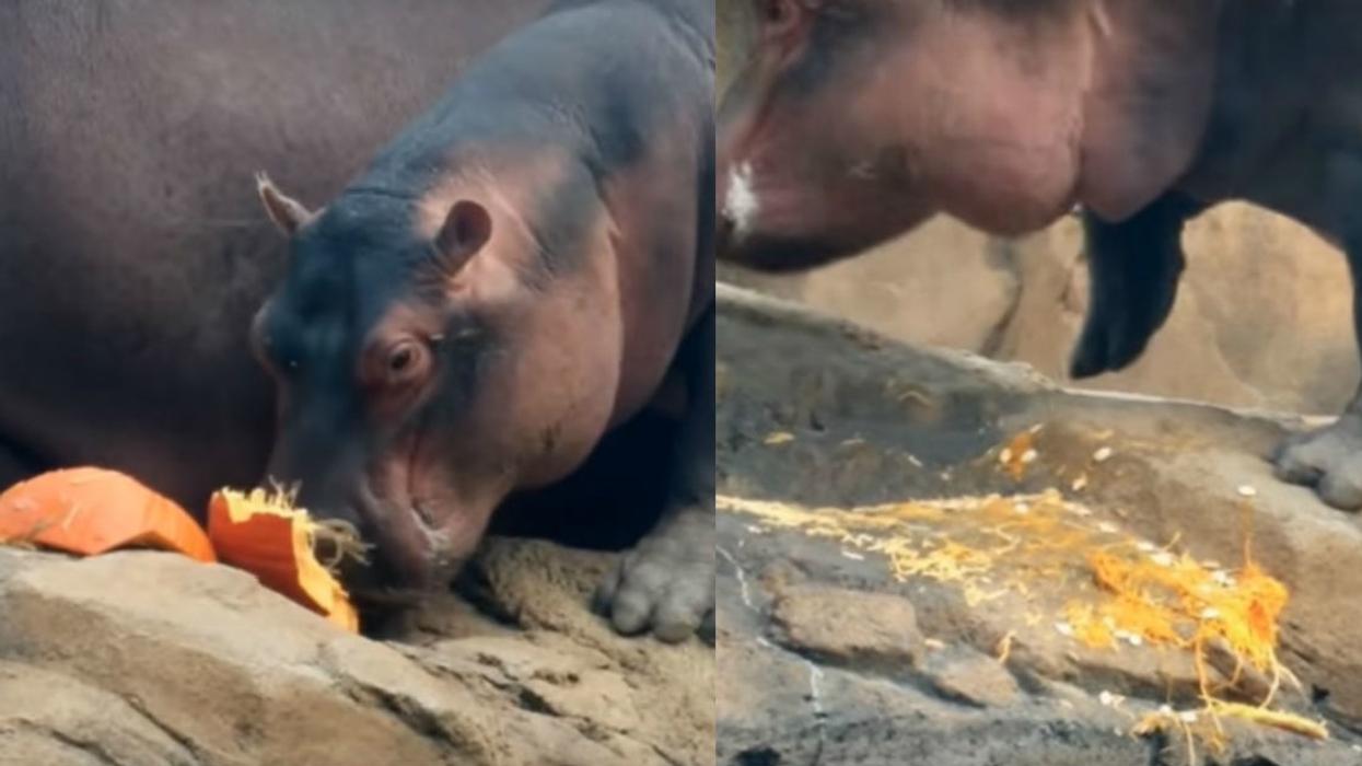 Fiona The Hippo Just Slipped And Fell Into Her Pool While Feasting On A Pumpkin