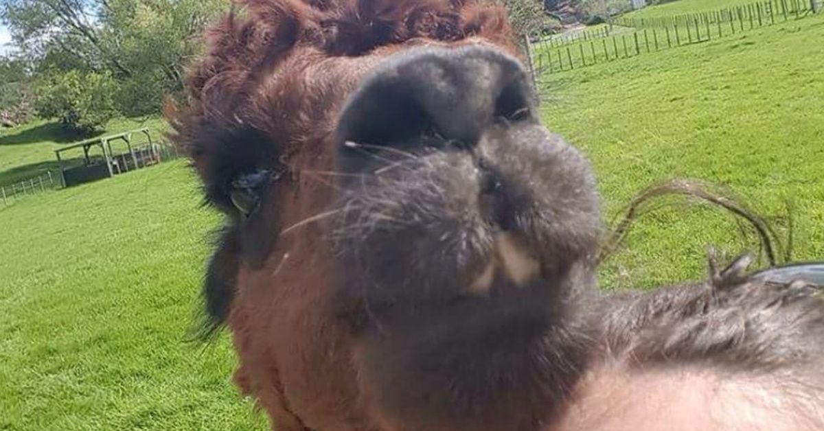 An Alpaca Kept Photobombing This Girl's Selfies--And We Honestly Can't Get Enough 😂