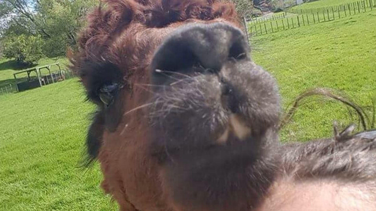 An Alpaca Kept Photobombing This Girl's Selfies--And We Honestly Can't Get Enough 😂