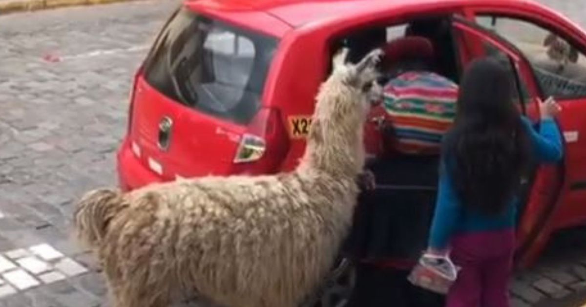 If You Think You Don't Need To See An Alpaca Get Into A Taxi--Think Again 😂