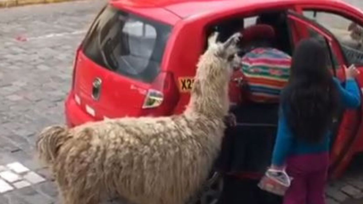 If You Think You Don't Need To See An Alpaca Get Into A Taxi--Think Again ๐