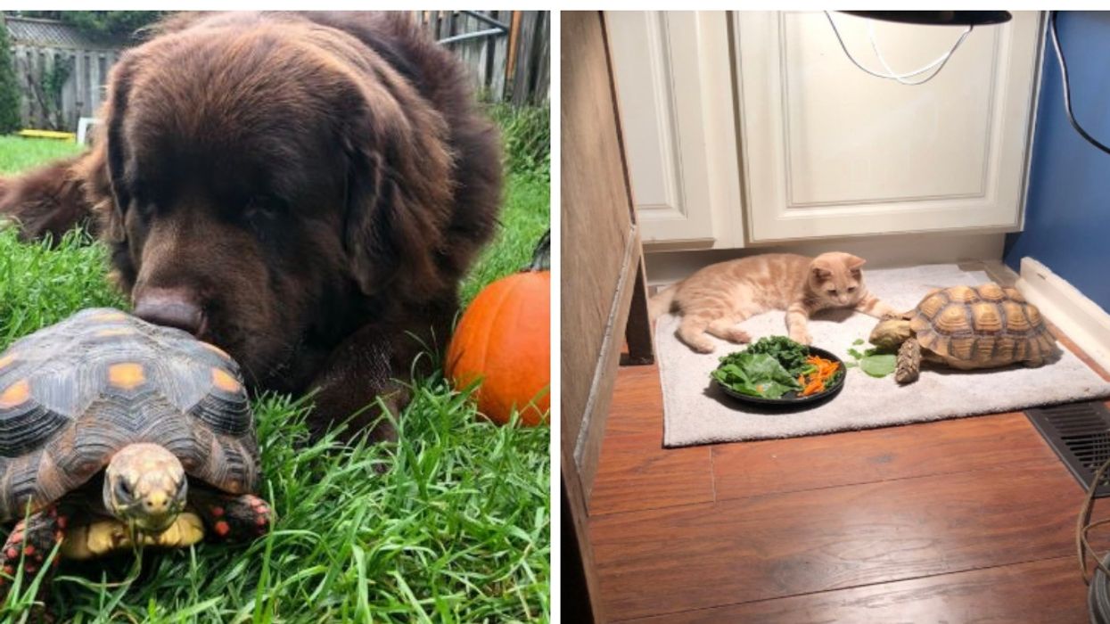 These Unexpected Interspecies Friendships Prove That Love Knows No Bounds—And We're All About It ❤️