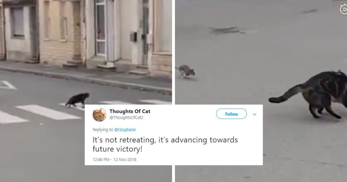 Cat Spies A Rat Across The Street In Viral Video—But It Doesn't Play Out How The Cat Imagined 😹