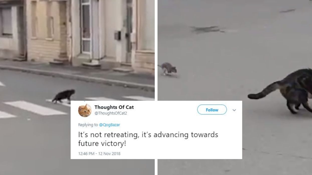 Cat Spies A Rat Across The Street In Viral Video—But It Doesn't Play Out How The Cat Imagined 😹