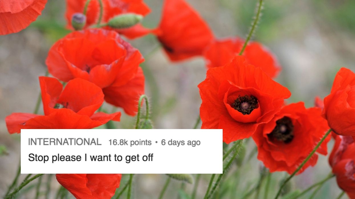 An Accidental Optical Illusion Of 'Poppies' Is Totally Messing With People's Brains 🤔