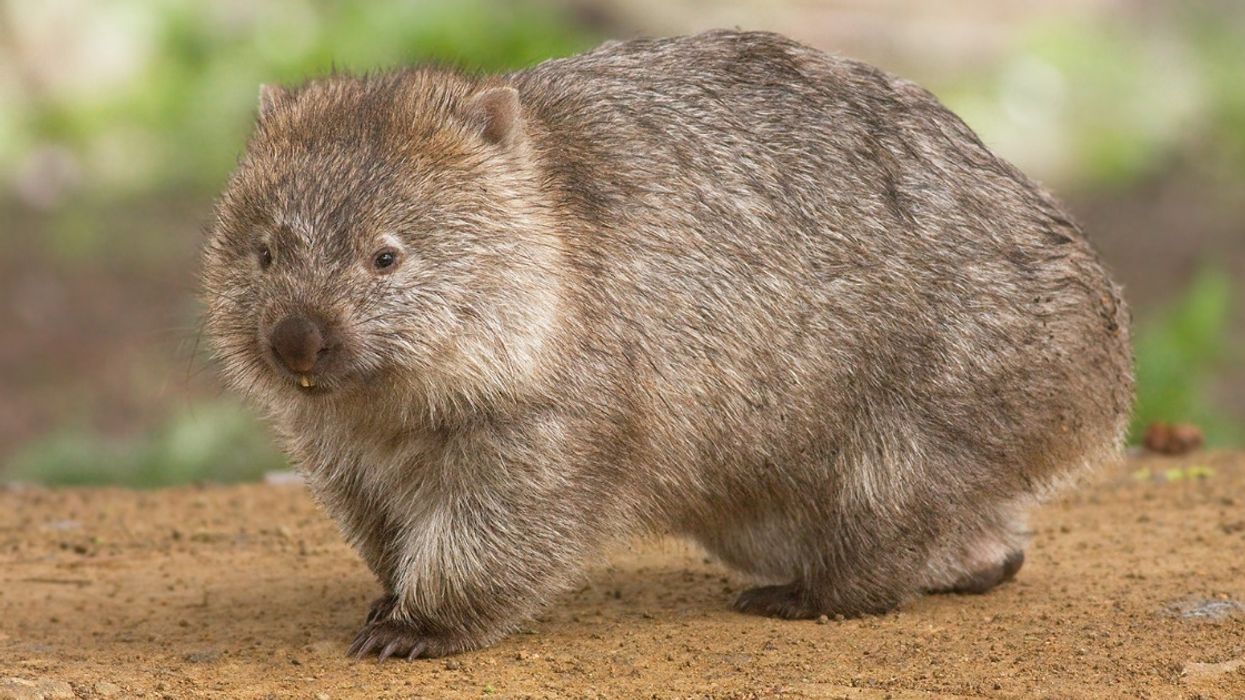 Scientists Have Discovered Why Wombats Have Cube-Shaped Poops—And It's Actually Fascinating 😮