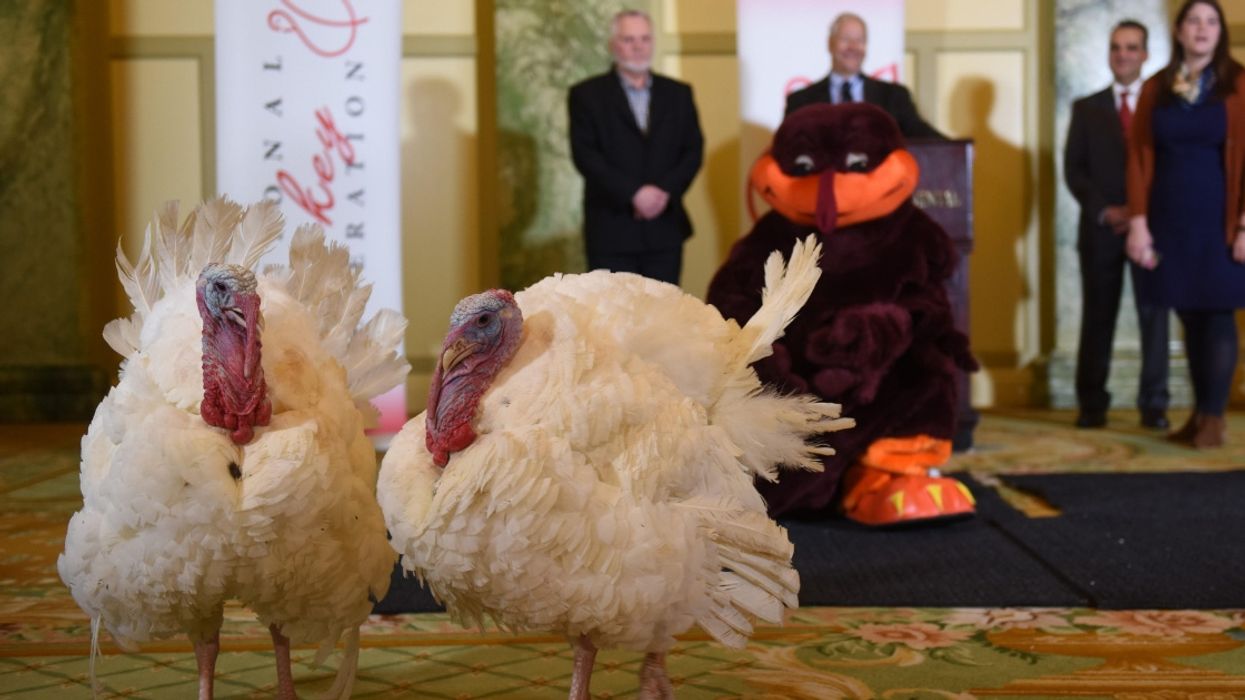 Meet The Two Turkeys Vying For The Official Presidential Pardon This Year