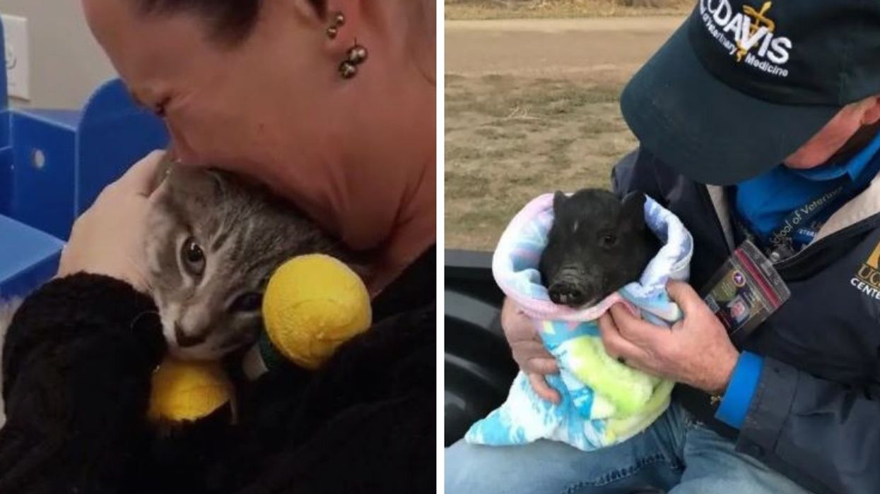 These Emotional Reunions Of Pets And Their Humans After The California Wildfires Are Giving Us All The Feels 😭❤️