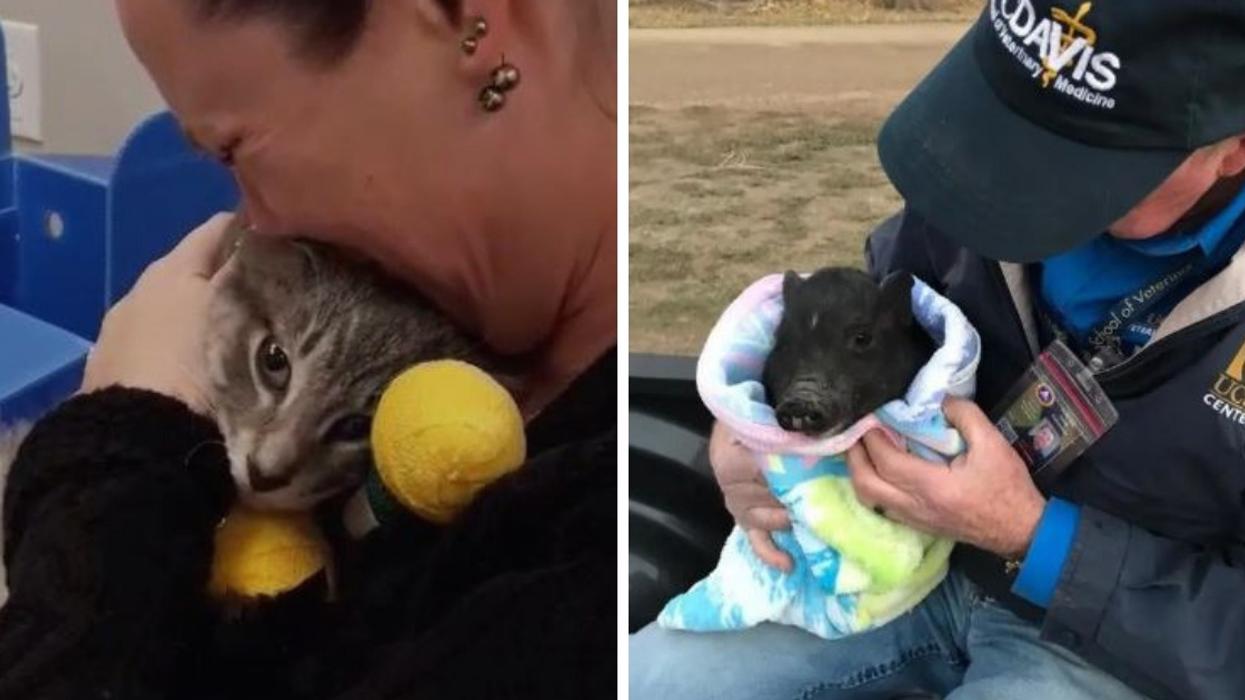 These Emotional Reunions Of Pets And Their Humans After The California Wildfires Are Giving Us All The Feels đâ¤ď¸