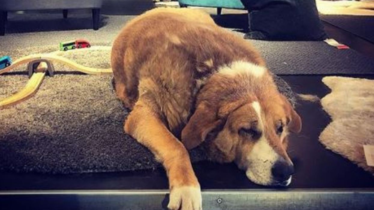 An IKEA Demonstrates Holiday Spirit By Taking In Stray Dogs From The Cold—And It's Cuteness Overload