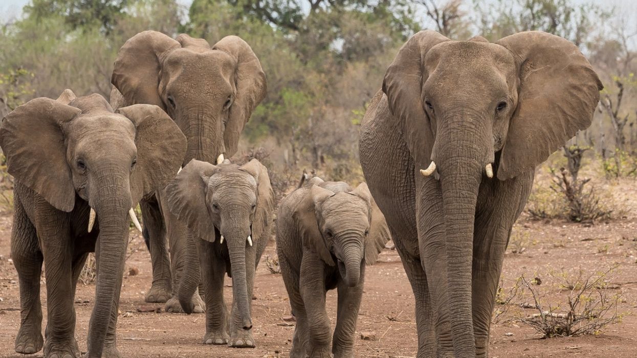 African Elephants Are Being Born Without The Ability To Grow Tusks As A Response To Poaching