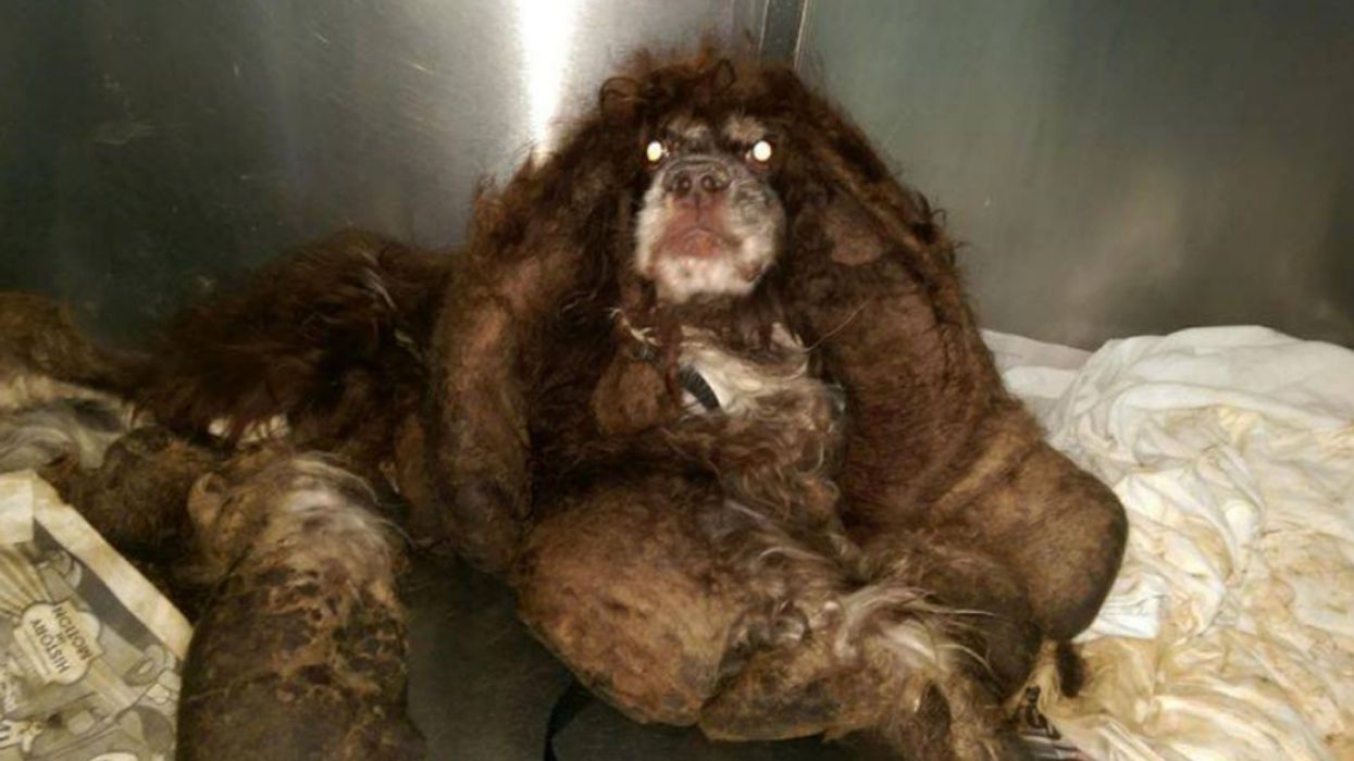Neglected Cocker Spaniel Is Completely Unrecognizable After Having 6 Pounds Of Fur Removed 😮