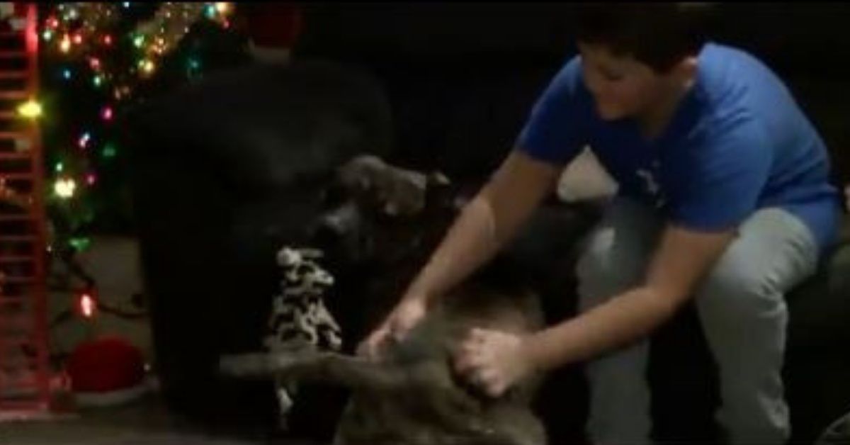 This UPS Driver Adopted A Shelter Dog After It Jumped Into His Truck—And It's Giving Us All The Feels