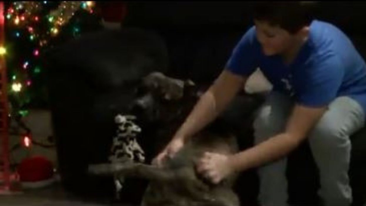 This UPS Driver Adopted A Shelter Dog After It Jumped Into His Truck—And It's Giving Us All The Feels