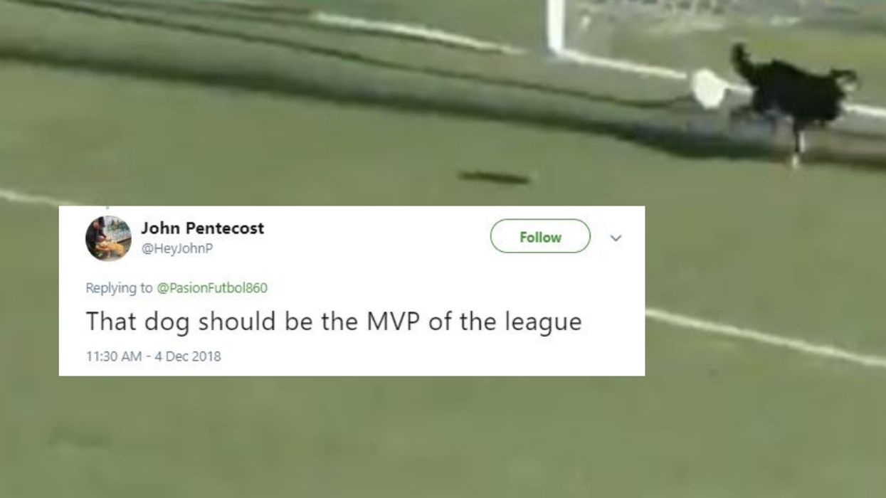 Dog Makes Incredible Save During Soccer Game In Viral Video—And It's A Natural 😮