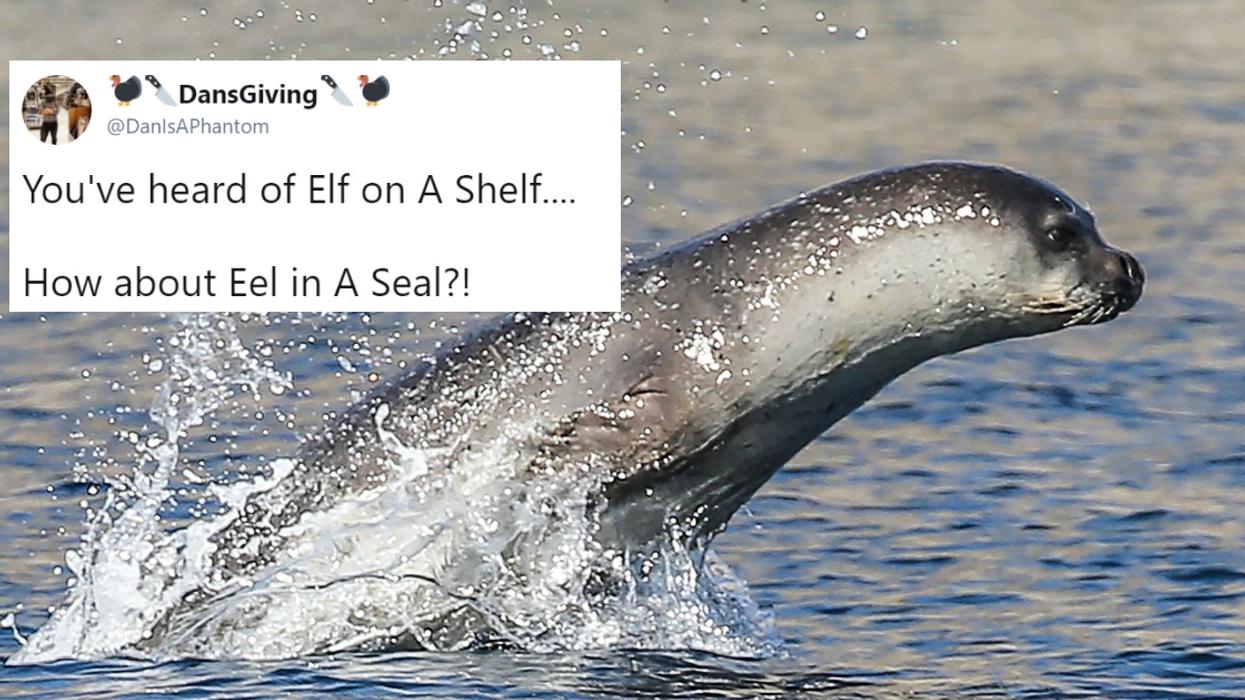 Poor Endangered Monk Seal Gets An Eel Stuck In Its Nose—And People Can't Help But Crack Jokes 😂