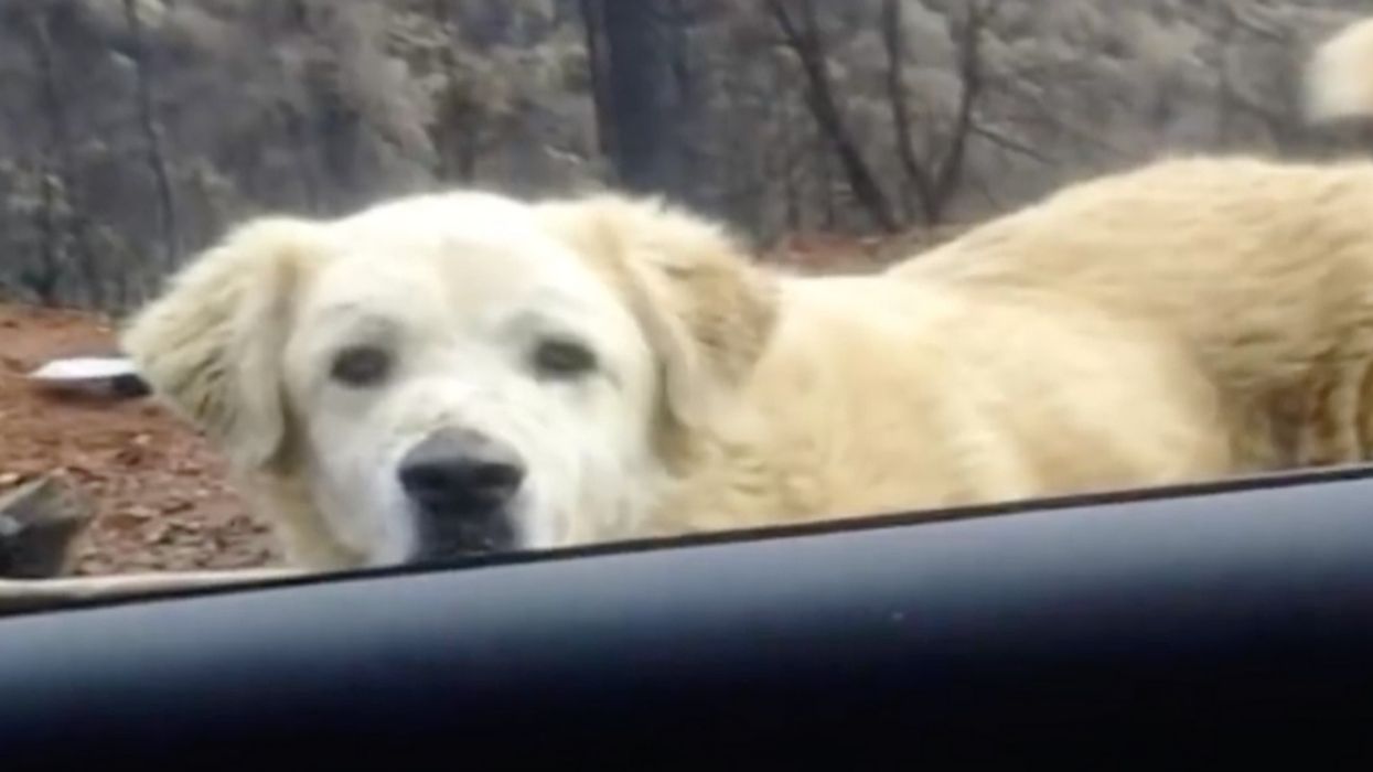 Faithful Dog Found Patiently Waiting For Family Weeks After California Fire Destroyed Their Home đ