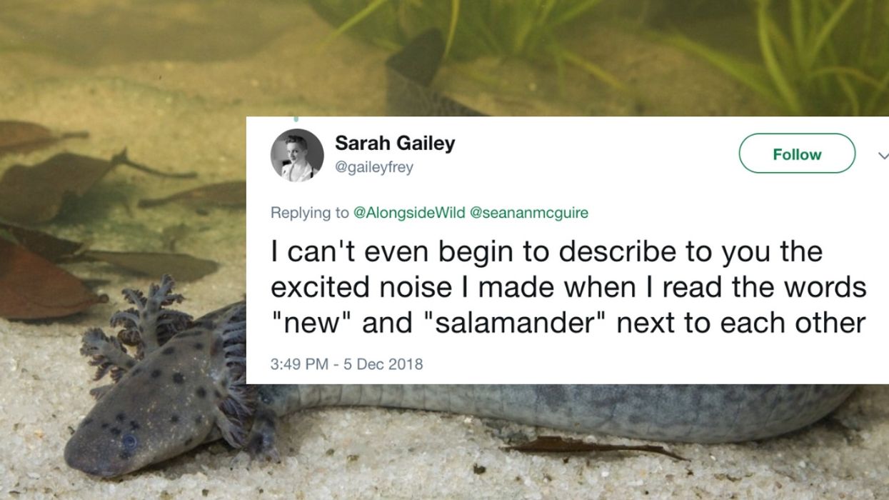A New Species Of Legless Salamander Was Just Discovered In Florida--And It's Pretty Freaky Looking 😮