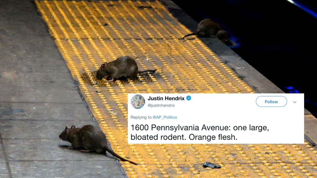 Washington D.C. Is Facing A Major Rat Epidemic—And The Jokes Basically Write Themselves