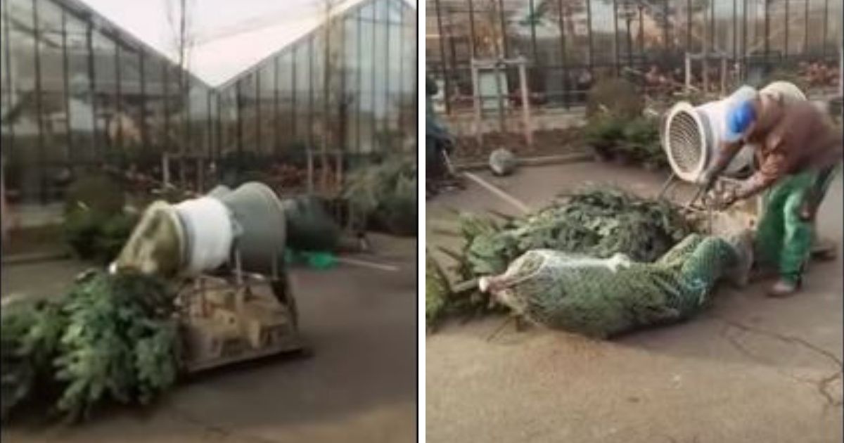 Curious Guy Jumps Through Machine That Packages Christmas Trees In Viral Video—And That's A Wrap 😂🎄