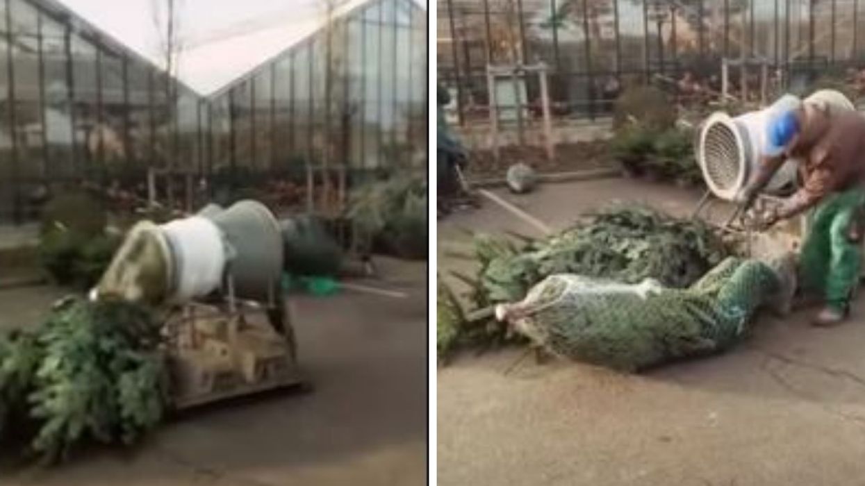 Curious Guy Jumps Through Machine That Packages Christmas Trees In Viral Video—And That's A Wrap 😂🎄