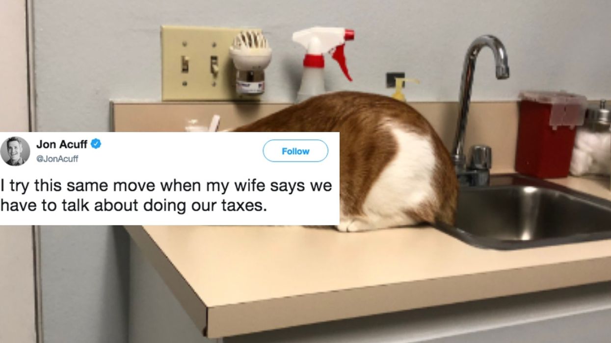 This Cat's Coping Mechanism For Going To The Vet Has The Internet LOLing 😹