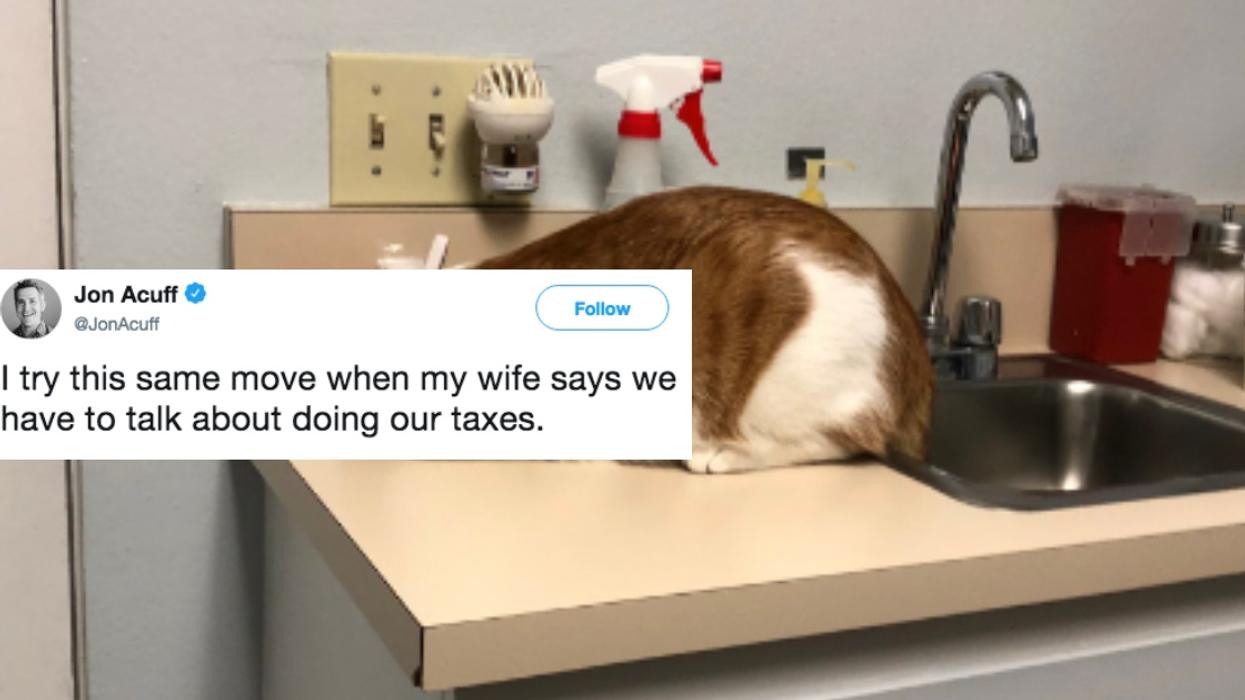 This Cat's Coping Mechanism For Going To The Vet Has The Internet LOLing đč