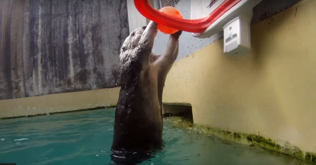 Eddie, The Slam-Dunking, Self-Pleasuring Sea Otter, Has Died 😭