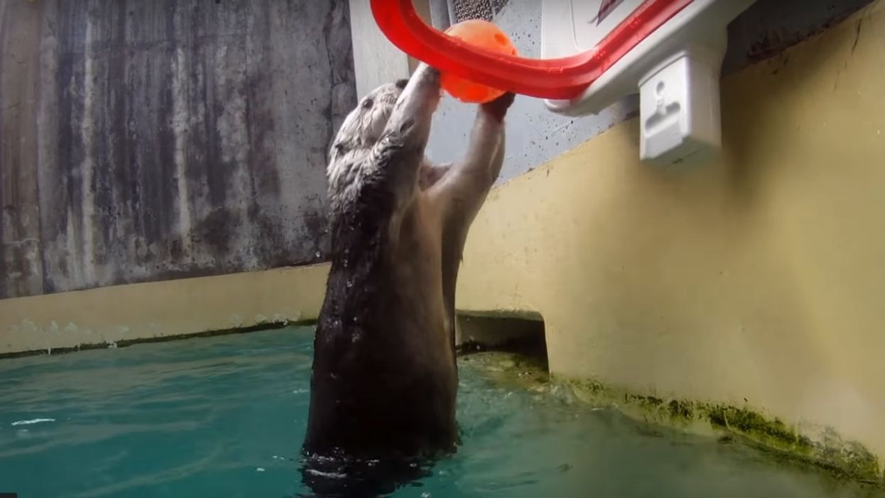 Eddie, The Slam-Dunking, Self-Pleasuring Sea Otter, Has Died 😭