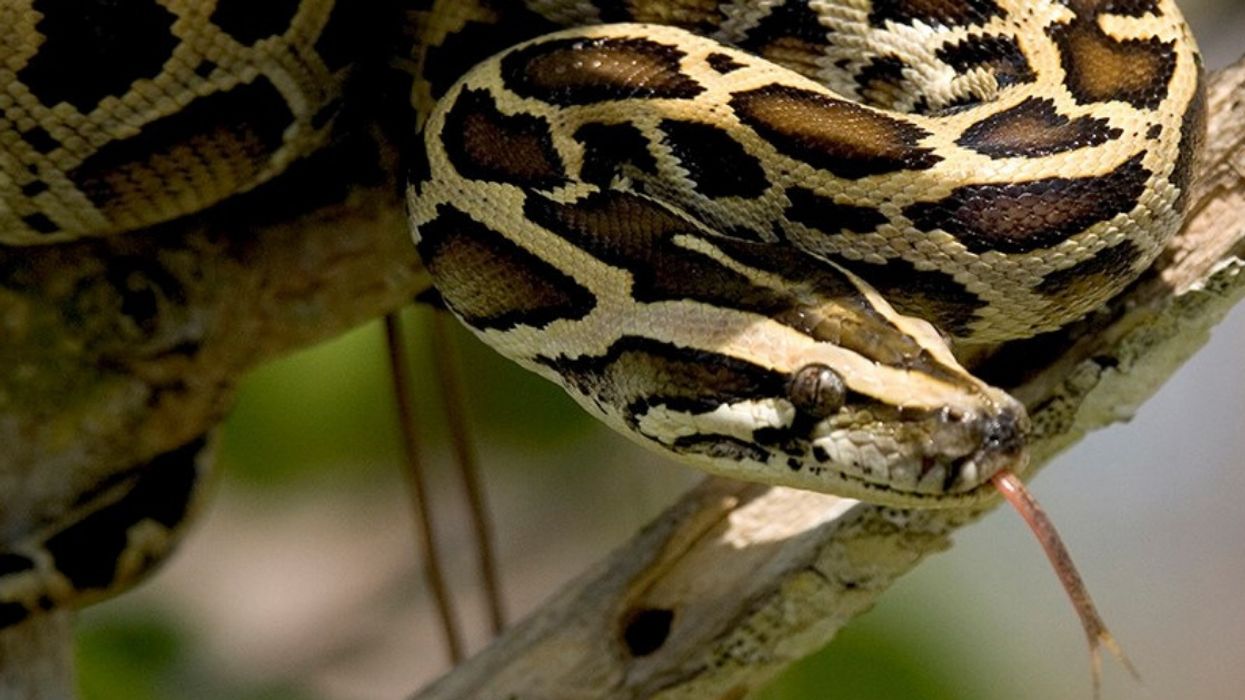 Miami County Requests Help To Get Rid Of Some Pesky 18-Foot Pythons 🐍