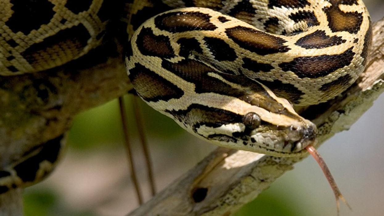 Miami County Requests Help To Get Rid Of Some Pesky 18-Foot Pythons đ