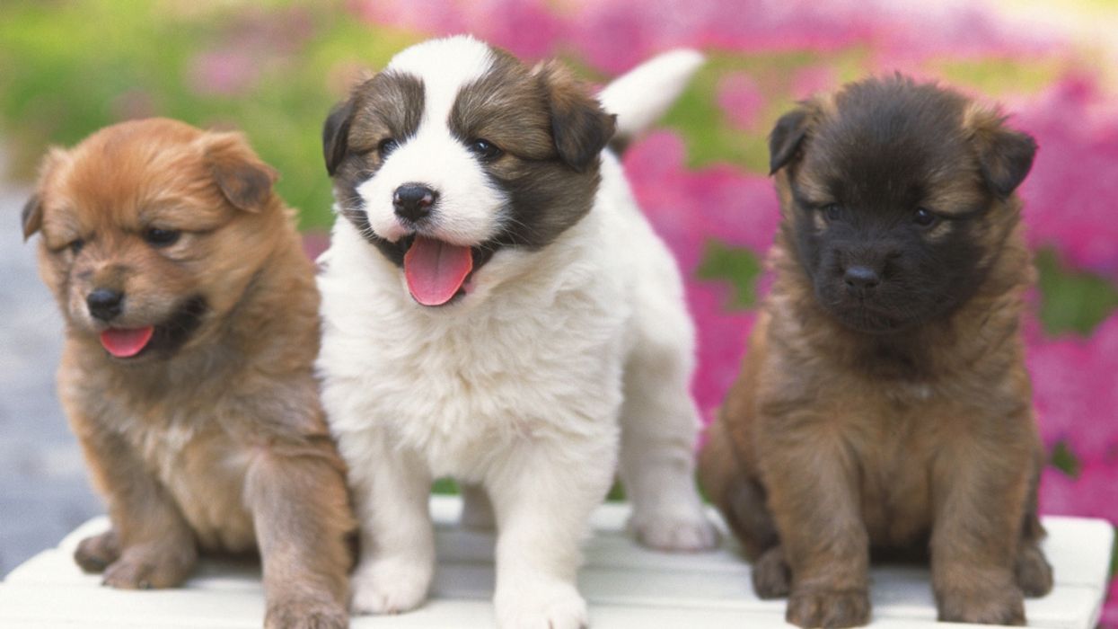 Progressive New Law Affecting California Pet Shops To Go Into Effect On January 1