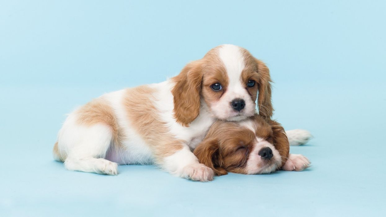 Cute Aggression Study Explains Why We Just Want To Squeeze Adorable Little Animals So Hard 😁