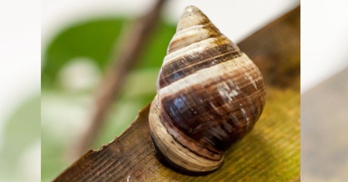 A 14-Year-Old Snail Named George Has Died—And It Has Researchers Very Concerned