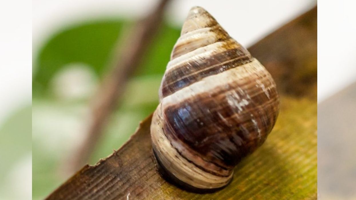 A 14-Year-Old Snail Named George Has Died—And It Has Researchers Very Concerned