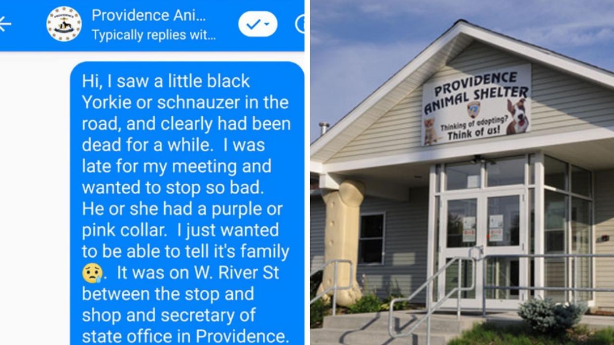 Concerned Driver's Conversation Over Deceased 'Dog' Goes Viral After Animal Control Center Clears Up Hilarious Mistake