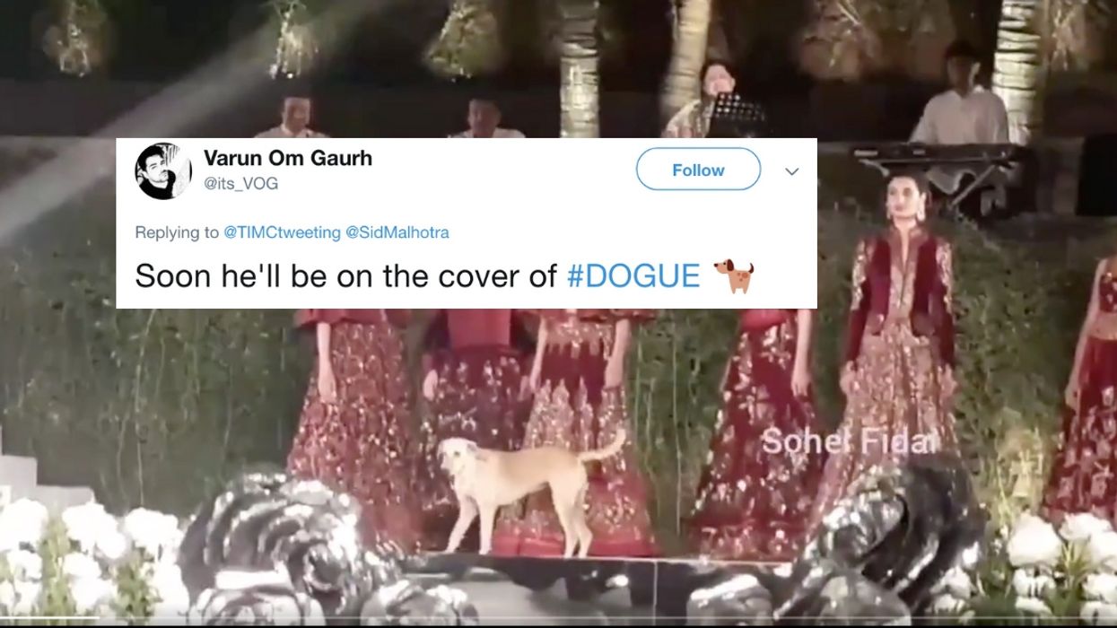 Stray Dog Takes Over Fashion Show Runway—And Absolutely Crushes It 😍