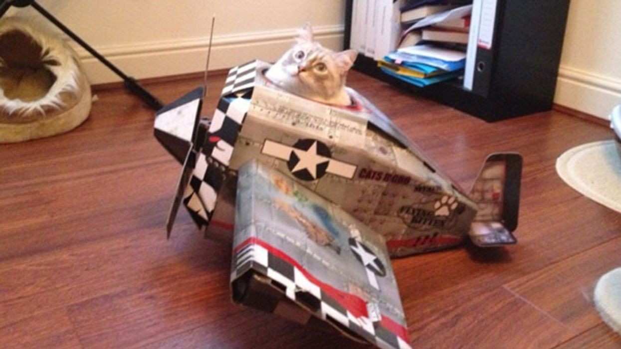 Help Foster Your Cat's Destructive Imagination With These Cardboard Military Vehicles And Gadgets 😼