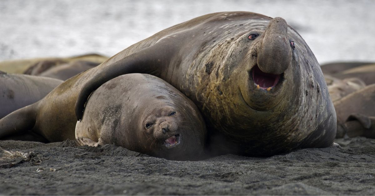 California Beach Visitors Get More Than They Bargained For As Horny Elephant Seals Get Down And Dirty In A Parking Lot