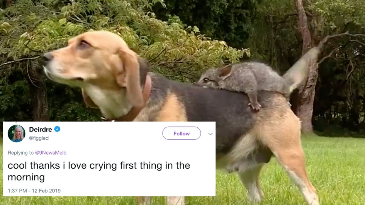 Distraught Beagle Who Lost Her Litter Of Puppies Forms Unlikely Bond With Baby Possum