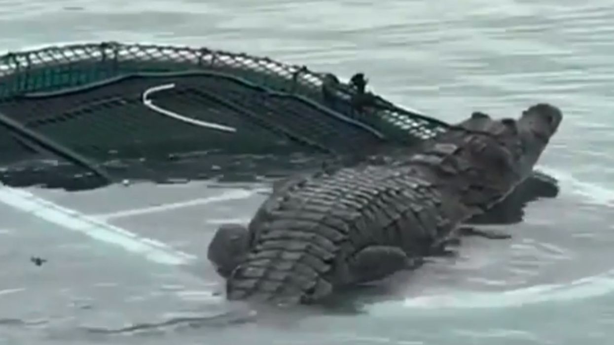 This Confusing Video Of A Crocodile Climbing Onto A Raft In Florida Has Just Gone Viral