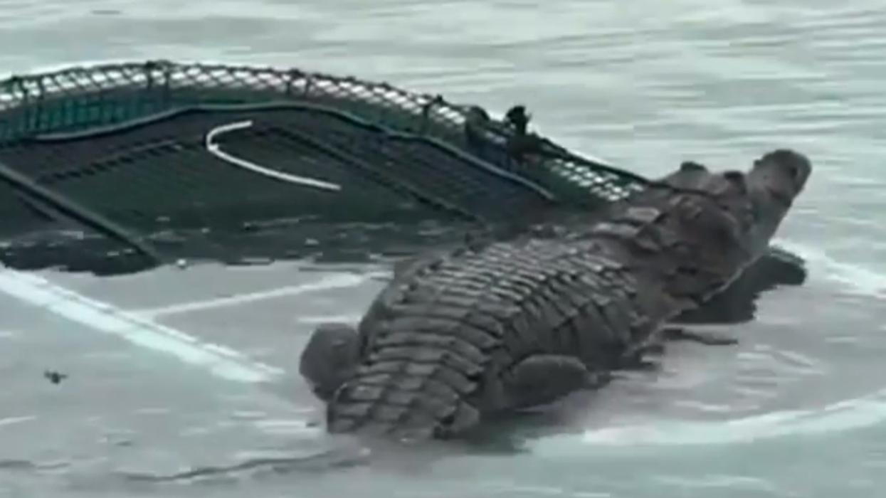 This Confusing Video Of A Crocodile Climbing Onto A Raft In Florida Has Just Gone Viral