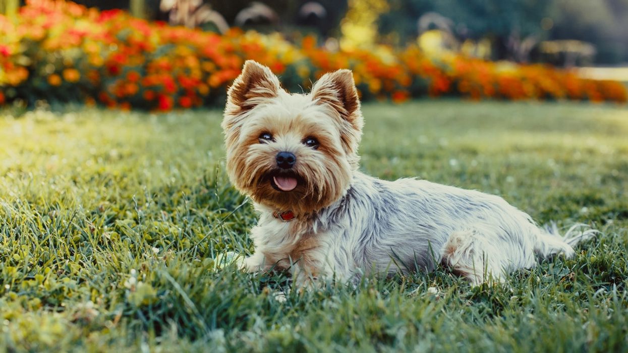 'Hold Onto Your Pooch!': National Weather Service Had A Hilarious But Important Message For Small Dog Owners In The Midwest