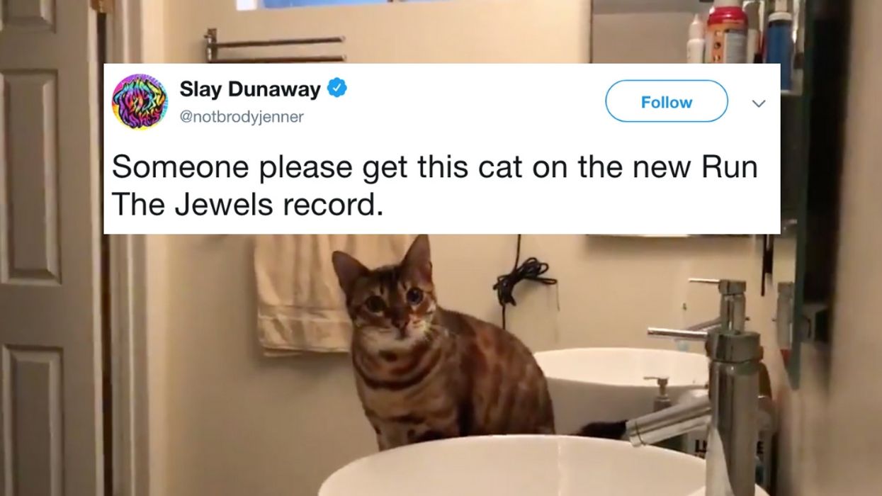 Guy Autotunes His Cat Meowing In Viral Video, And It's Freaking Out Other People's Cats