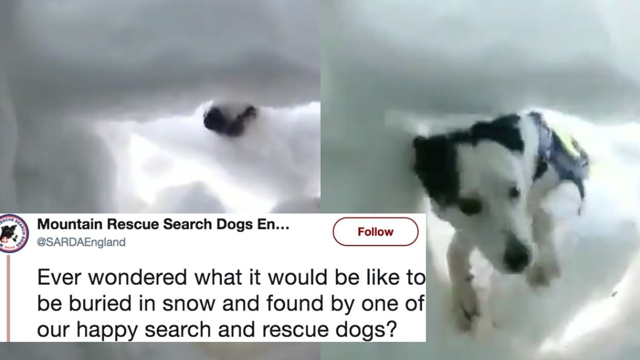 Viral Video Gives A POV Look At What It's Like To Be Rescued By A Dog If You're Buried In The Snow