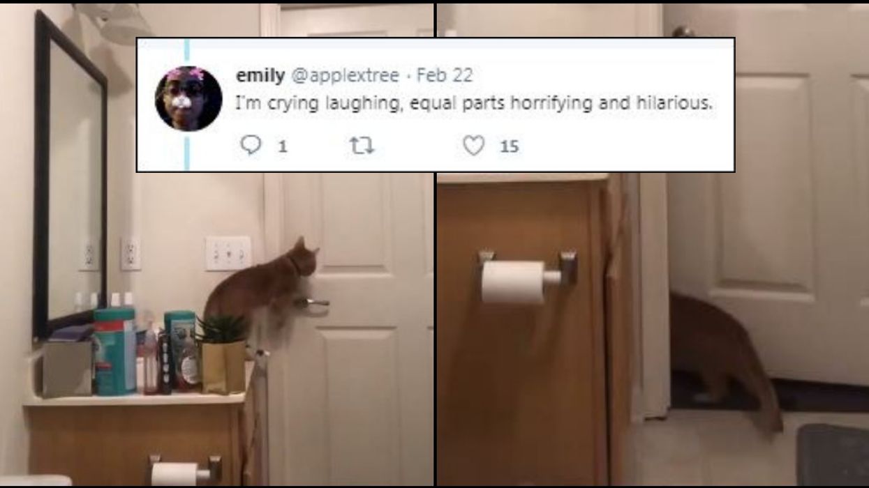 Woman Sets Up Hidden Camera To See How Cat Keeps Escaping From Bathroom, And It's Impressive