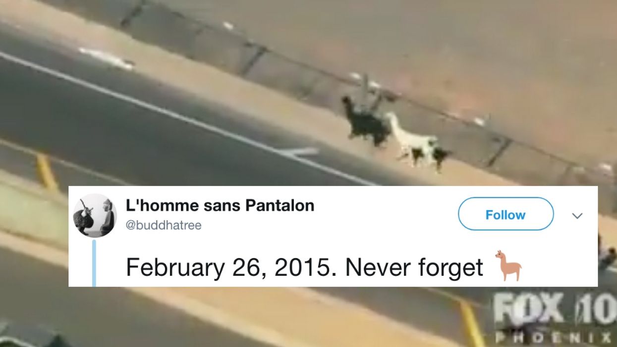 People Just Commemorated The Very Important 4-Year Anniversary Of The Great Llama Escape In Phoenix
