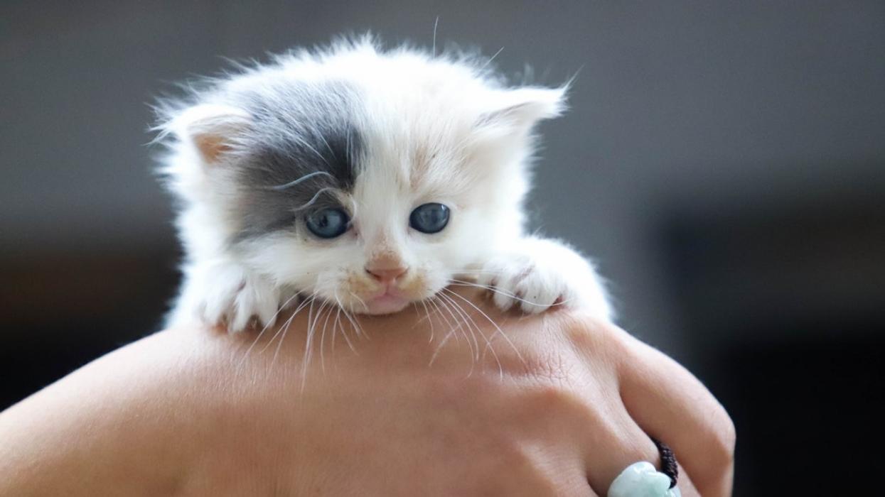 Woman Receives $48,000 Medical Bill After Kitten Bites Her
