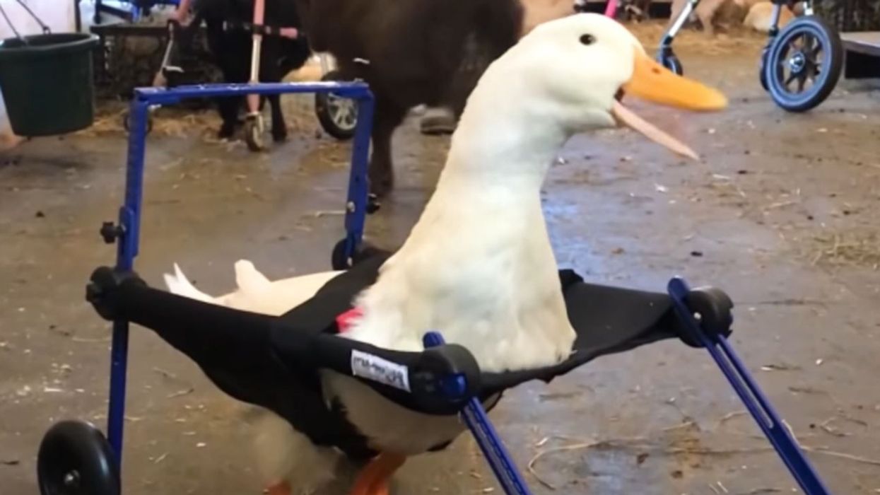 If You've Never Seen A Duck In A Wheelchair, Today Is Your Lucky Day